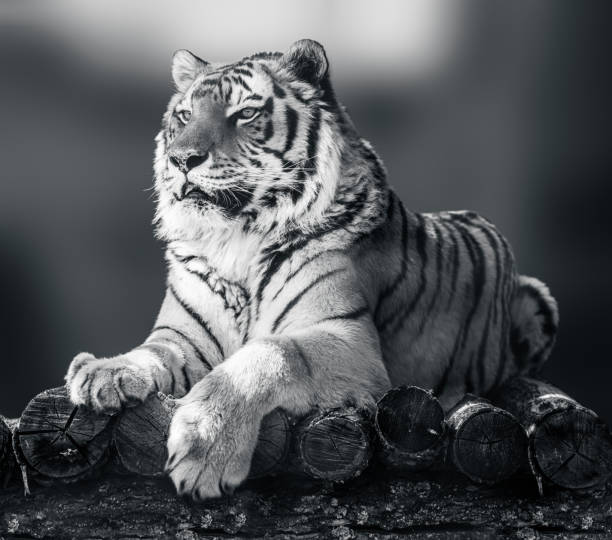istock Grayscale Amur tiger lying down on wooden deck 1320631593
