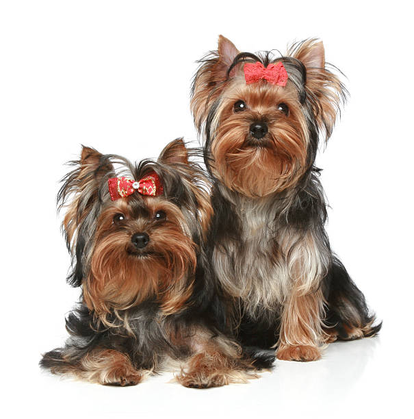 istock Yorkshire Terrier Puppies on a white background 132063252