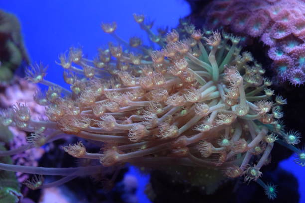 istock Underwater coral reef in red sea 1320633697