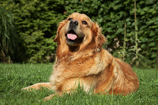 istock Golden Retriever lying on green grass 132063370