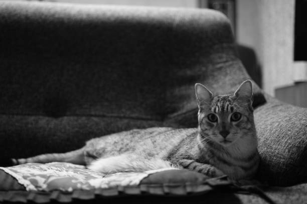 istock Egyptian mau cat at a room 1320634015