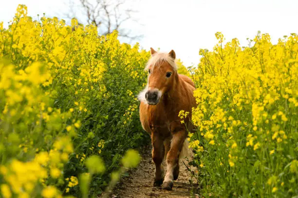 little haflinger pony runs in a track in the rapeseed field