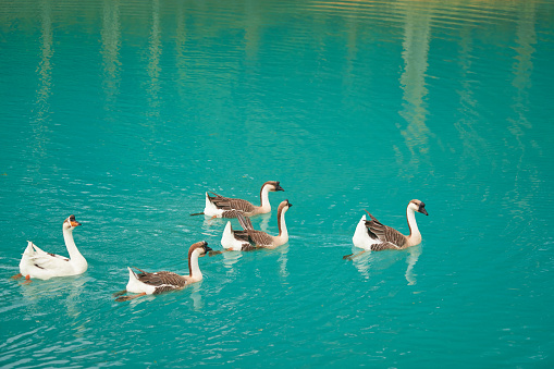Gooses swim in  blue lake in morning for peaceful concept background
