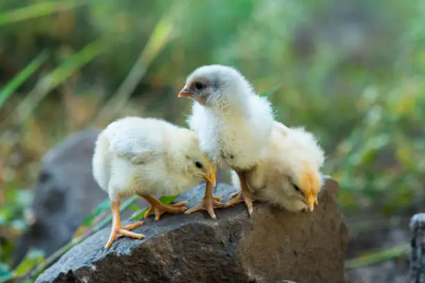 Small Hen Cock Group Sitting On Rock With Green Background Cute And Innocent