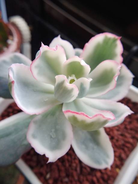 istock Flower looking succulent plant 1320636589