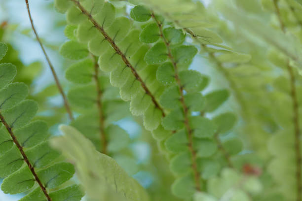 schöne farnblätter einer topfpflanze, makro-nahaufnahme durch ein fenster geschossen. - fern leaf plant close up stock-fotos und bilder