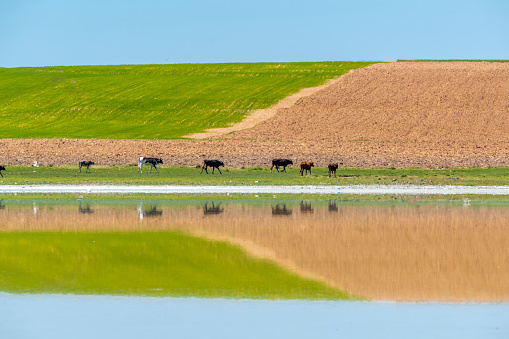 Farm Cows on Water's Edge with Reflection
