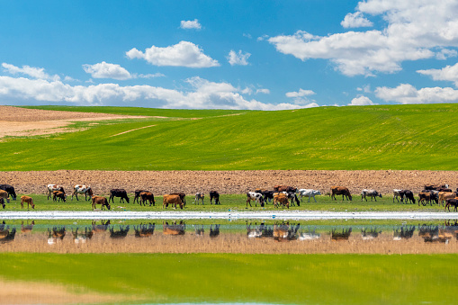 Farm Cows on Water's Edge with Reflection
