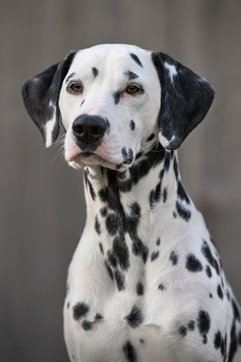 Dalmatian Dogs - Breed is originated in Croatia. Shot in Belgium outdoors