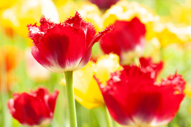 istock open tender red and yellow tulips in a sunny garden 1320639012
