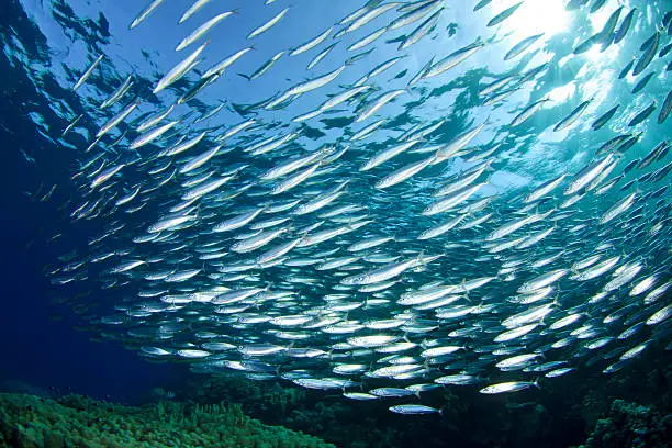 Large shoal of Sardines swim over a coral reef