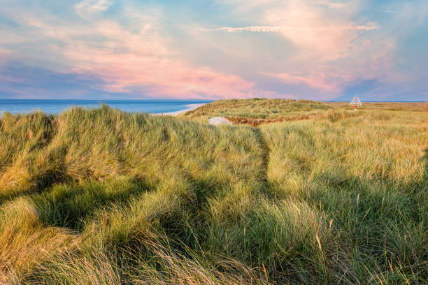 istock Dune with beach grass in the foreground. 1320642478