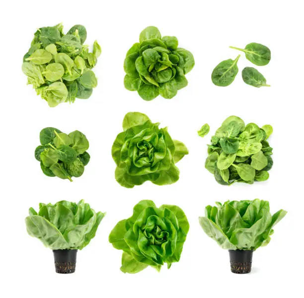 Photo of Raw fresh boston lettuce salad or butterhead isolated on white