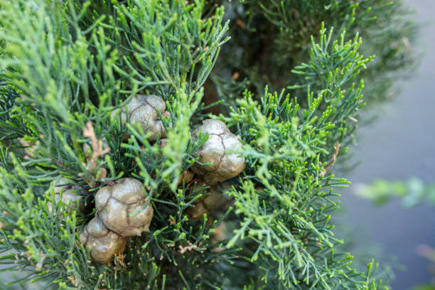 coni su un cipresso di monterey - cypress tree tree isolated monterey foto e immagini stock