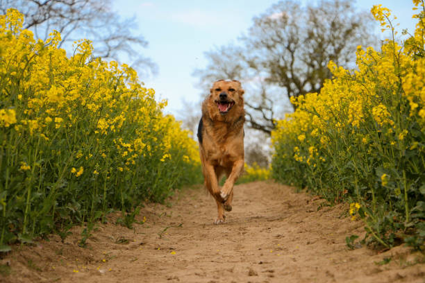 beautiful shepherd mixed dog runs in a track in the rape seed field