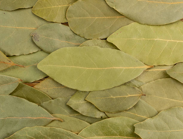 istock Dry Bay Leaves, Laurel Leaf Seasoning Isolated Top View 1320643457