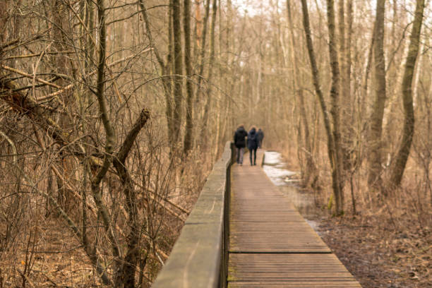 istock Wooden plank bridge over a swamp in the forest 1320644382