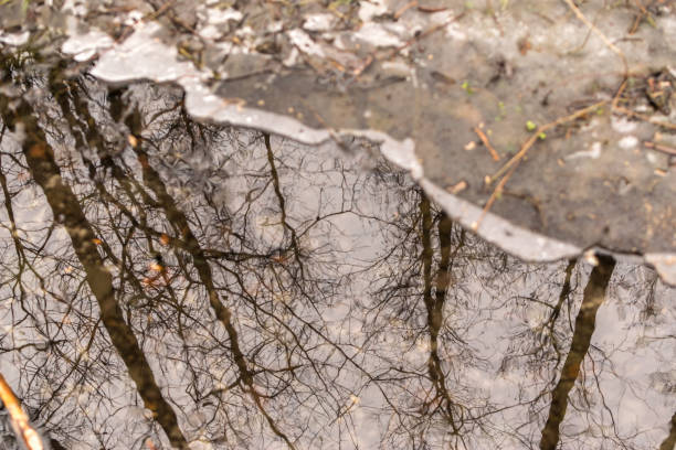 istock Frozen swamp with dry grass and melted ice water in early spring 1320644406