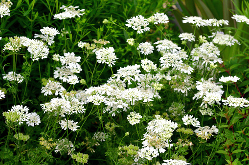 Orlaya grandiflora, also called White Lace flower, is a species of flowering plant in the family Apiaceae, native to Mediterranean Europe. It bears lovely fern-like foliage and clusters of pure white flowers, which appear over a long period in summer, often lasting until the first frost.