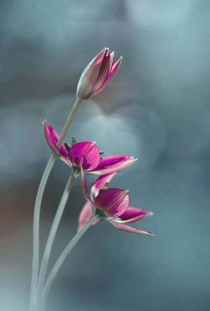 istock Botanical tulips 