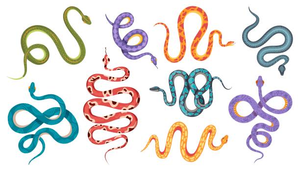 ilustrações de stock, clip art, desenhos animados e ícones de wild snakes. colorful coral snake tattoos with abstract and natural patterns. viper, anaconda crawl and hiss. poisonous serpent vector set - snake cobra cartoon rattlesnake