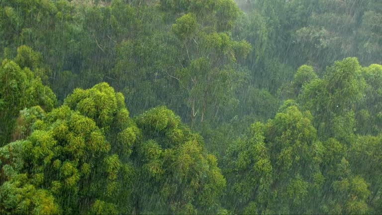 View from above of rain over a green tropical forest