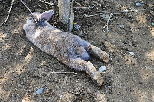 adorable, animal, baby, brown, bunny, cage, cute, domestic, droppings, family, farm, fluffy, fur, furry, grass, hare, hay, little, livestock, mammal, nature, pet, rabbit, rodent, sitting, small, sweet, white, wooden, young