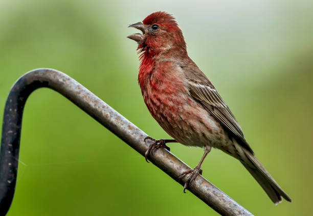 istock Red House Finch 1320646917
