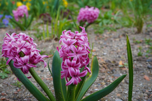 istock pink common hyacinth flower in the spring 1320647078