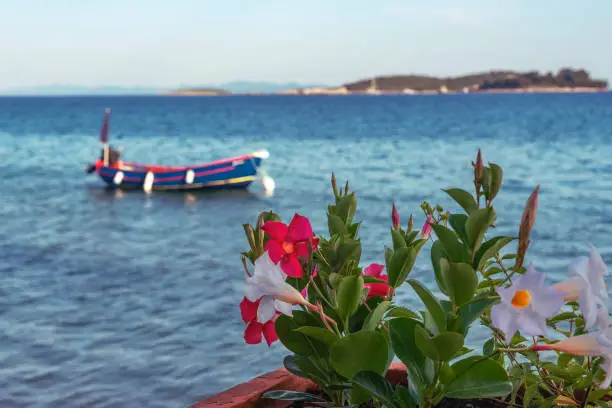 Decorative Mandevilla plant with white and red flowers against the background of the sea with boat and islands.
