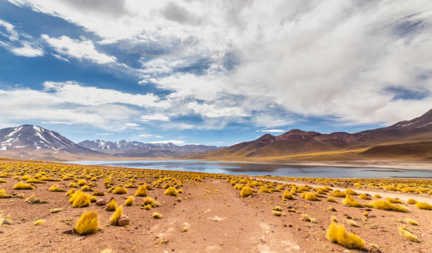 istock Miscanti Lagoon in the Atacama Desert, Chile 1320649366