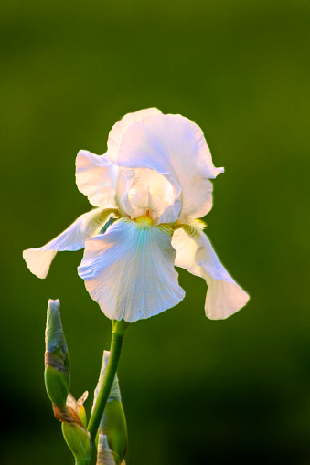 Beautiful White Iris against a Green Background