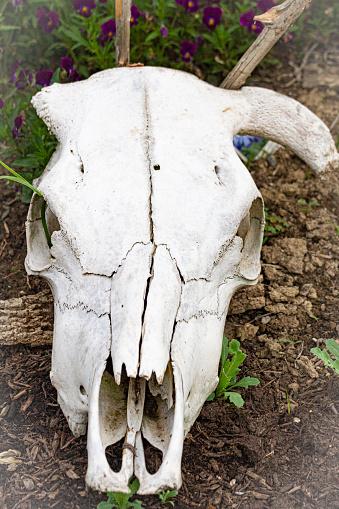 Cow Skull in my Garden - an unusual  decor for a flower bed but it has personalityy