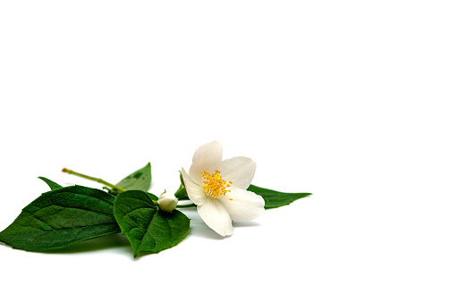 White flowers of jasmine on white isolated background stock