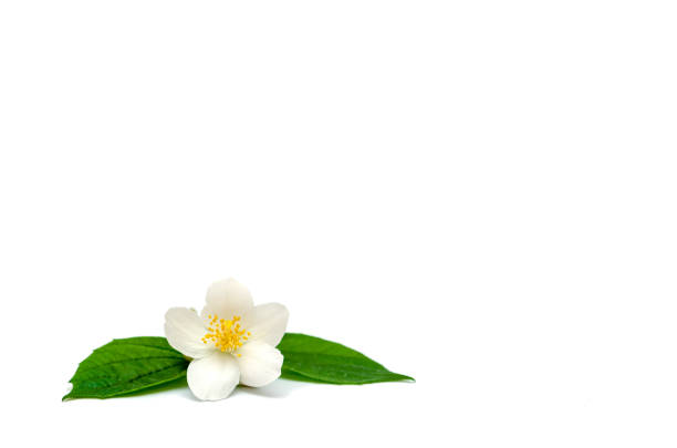 白い背景に隔離されたジャスミンの花。ジャスミンブランチ。 - tea tea leaves jasmine tea leaf ストックフォトと画像