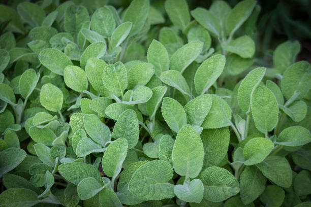 Sage plant