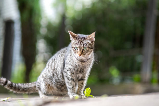 istock Cute gray striped cat sitting outdoors on summer street. 1320651008
