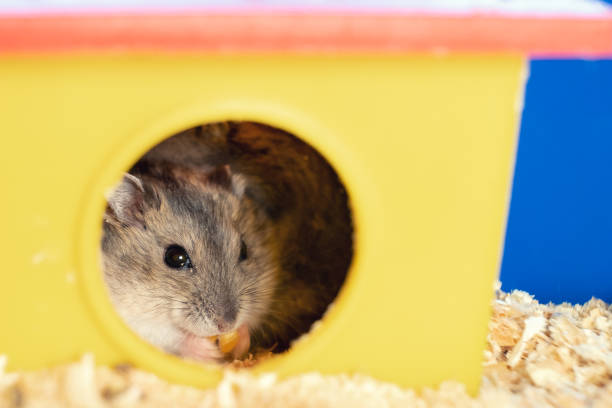 istock Small gray jungar hamster rat in yellow home cage. 1320651013