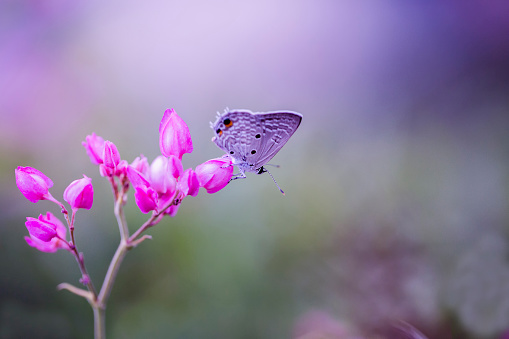 A common blue butterfly collects nectar from a Zinnia elegans flower in autumn in a garden.