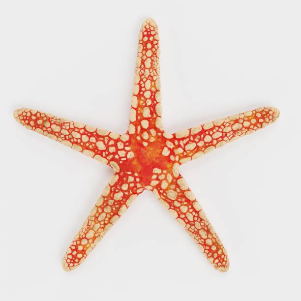 istock Realistic 3D Render of Necklace Starfish 1320652908