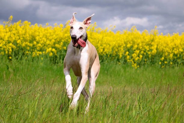 istock a beautiful galgo is running on a field with rape seed in the background 1320653914