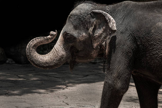 istock A clever elephant in the Thailand Zoo 1320654172