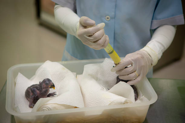 istock Feed the baby bird from the hand. 1320654192
