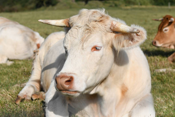 istock Alpine beige cow resting on the grass 1320655064