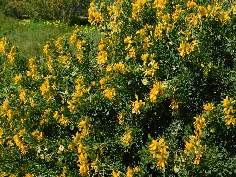 Medicago or alfalfa arborea or moon trefoil, wild plant with beautiful yellow flowers, here near Varkiza, Greece