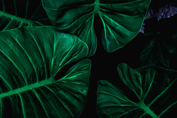 istock tropical leaves, abstract green leaves texture 1320655196