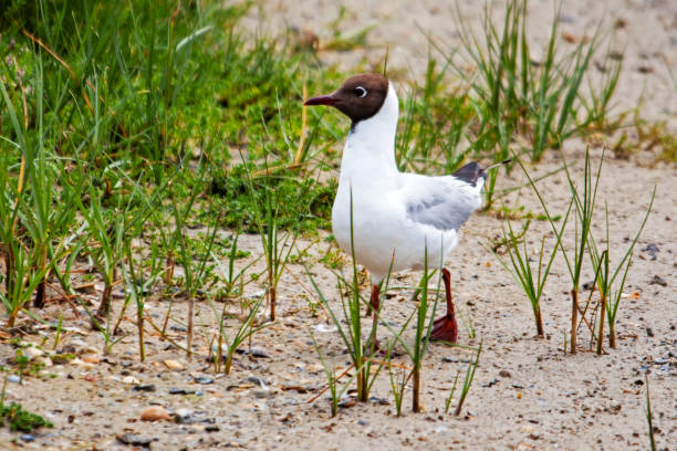 istock Laughing gull among the oyats 1320655257
