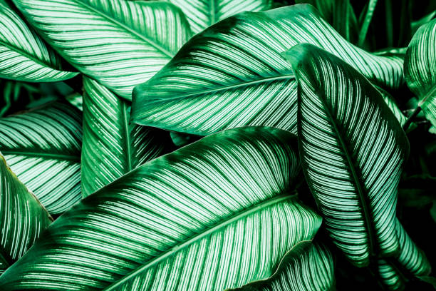 istock Full Frame of Green Leaves Texture Background. 1320655944