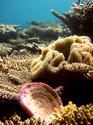 Fungia Fungites - Mushroom coral in lower front, Sarcophyton sp. Leather coral - Soft coral in the centre of the photograph and a lot of Acropora corals in the background on coral reef of Maldives.