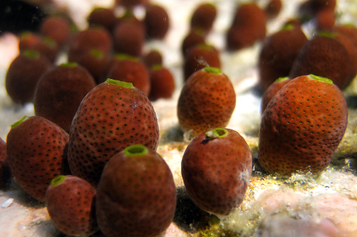 Ascidians - Didemnum molle close up on Maldives coral reef.